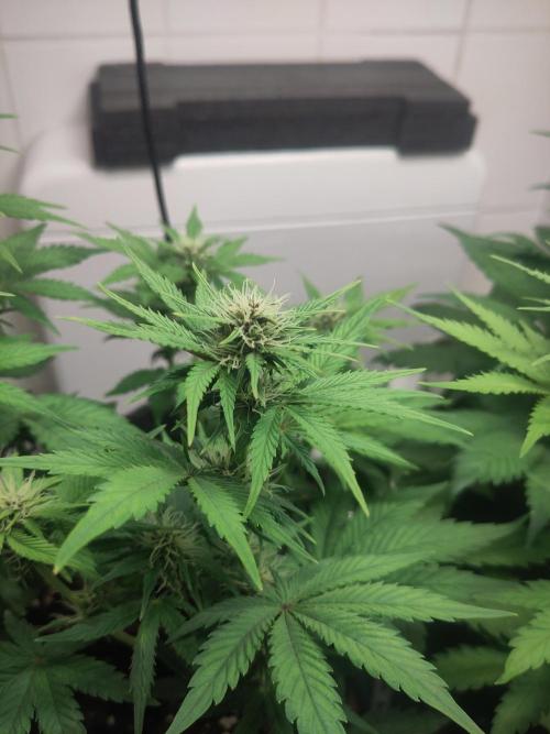 Purple Lemonade 150W. Week 6