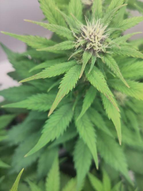 Purple Lemonade 150W. Week 6