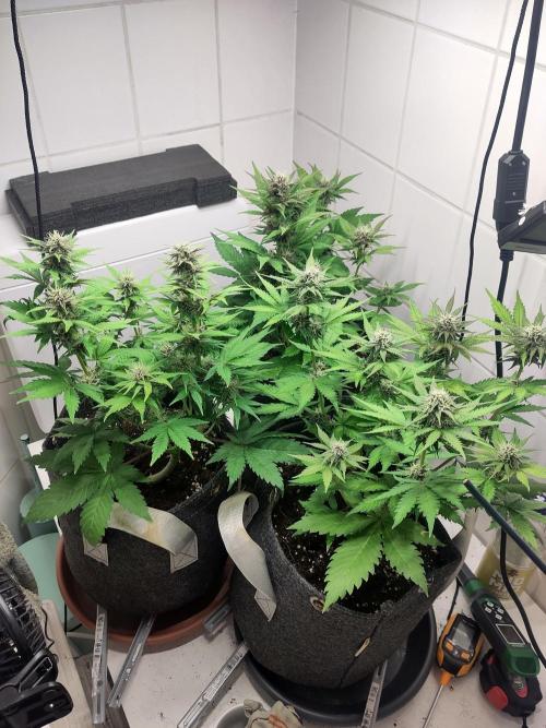 Purple Lemonade 150W. Week 7