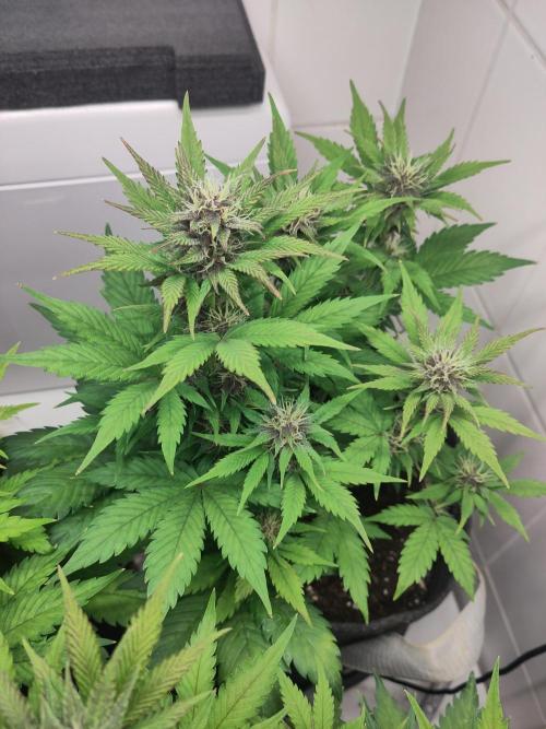 Purple Lemonade 150W. Week 7