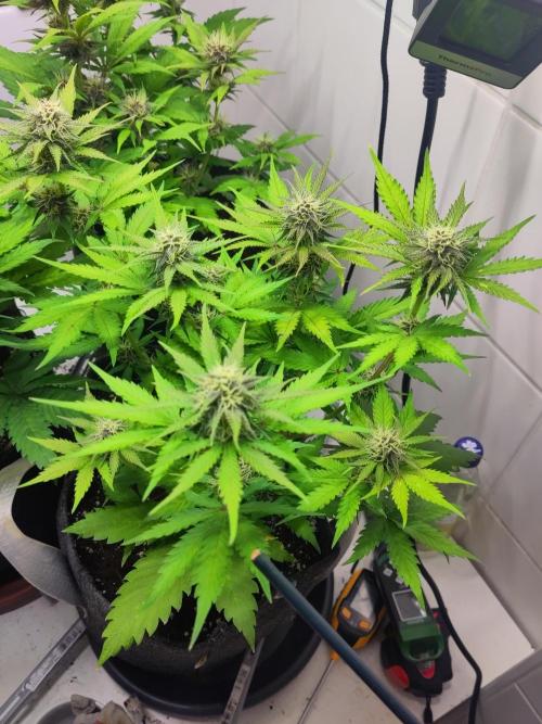 Purple Lemonade 150W. Week 7