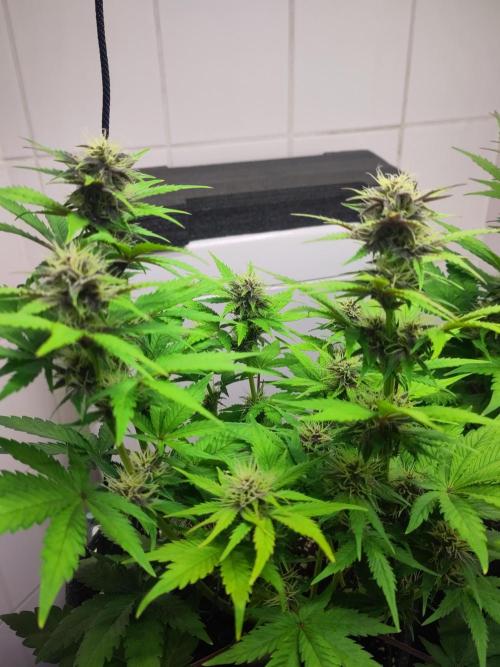 Purple Lemonade 150W. Week 7