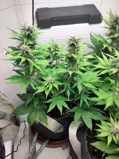 Purple Lemonade 150W. Week 7