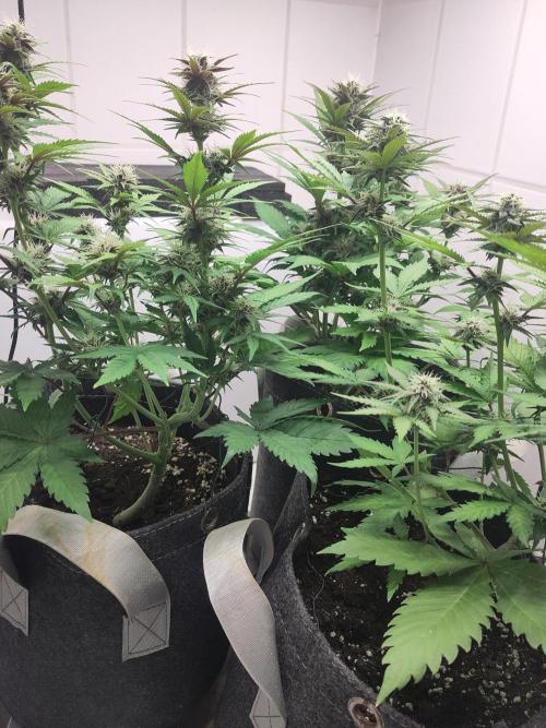 Purple Lemonade 150W. Week 7