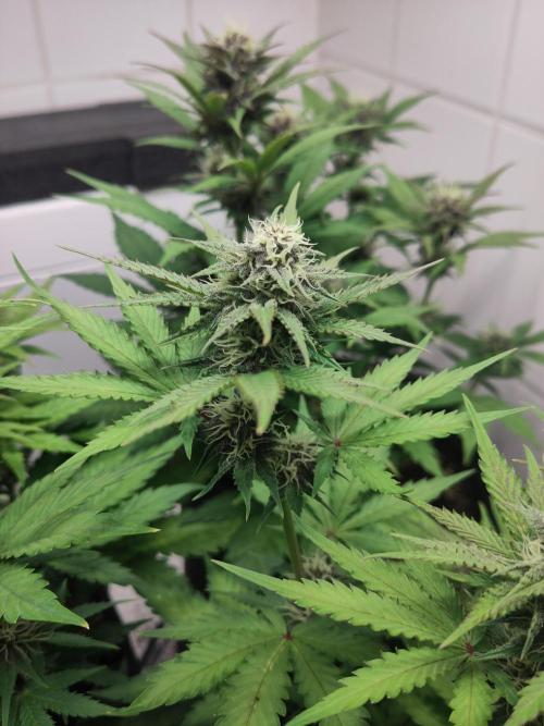 Purple Lemonade 150W. Week 7