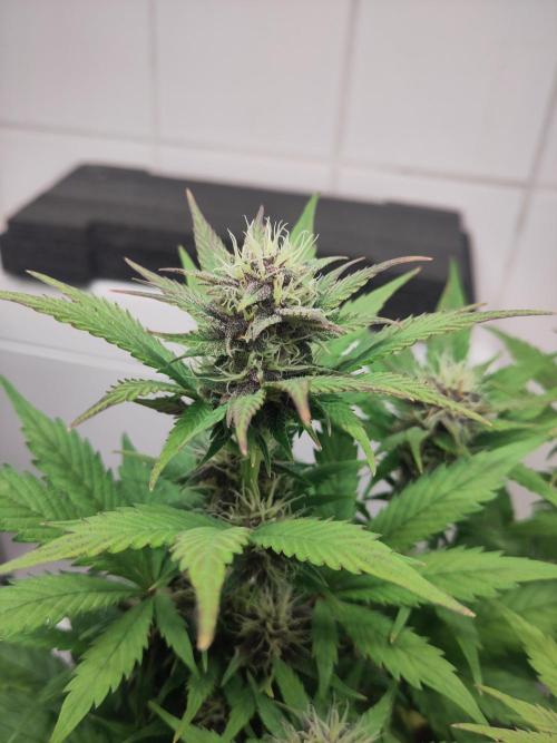 Purple Lemonade 150W. Week 7