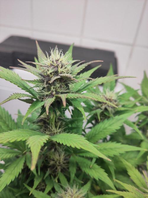 Purple Lemonade 150W. Week 7