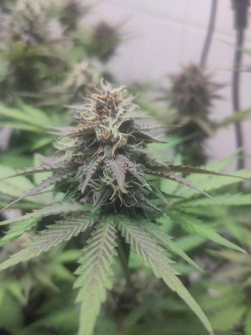 Purple Lemonade 150W. Week 8