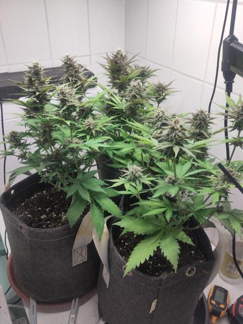 Purple Lemonade 150W. Week 8
