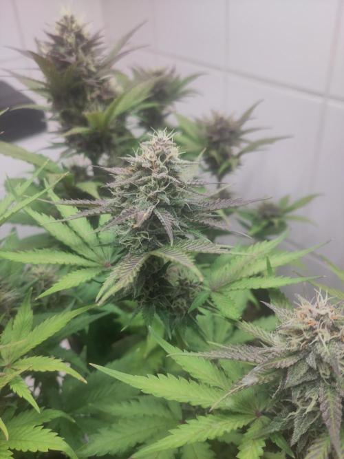 Purple Lemonade 150W. Week 8