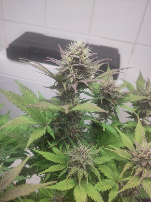 Purple Lemonade 150W. Week 8