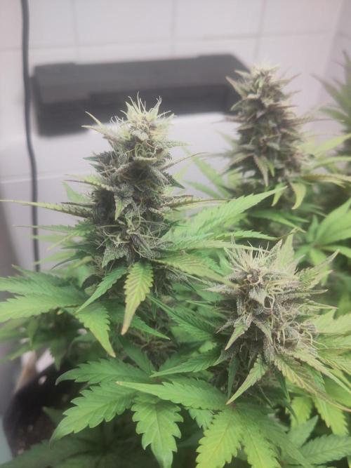 Purple Lemonade 150W. Week 8