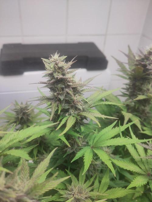 Purple Lemonade 150W. Week 8