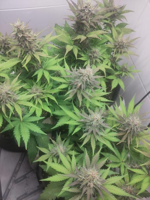 Purple Lemonade 150W. Week 8