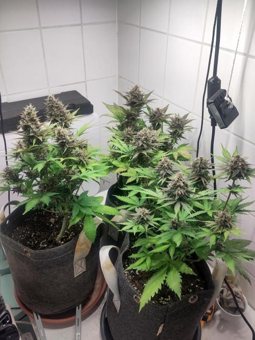 Purple Lemonade 150W. Week 9