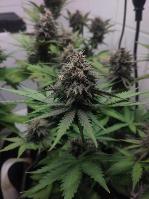Purple Lemonade 150W. Week 9