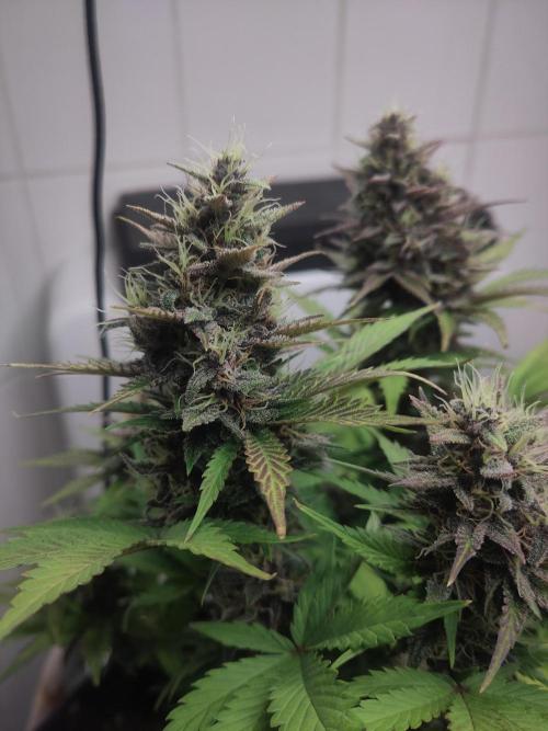 Purple Lemonade 150W. Week 9