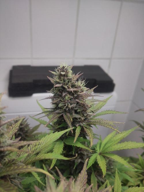 Purple Lemonade 150W. Week 9