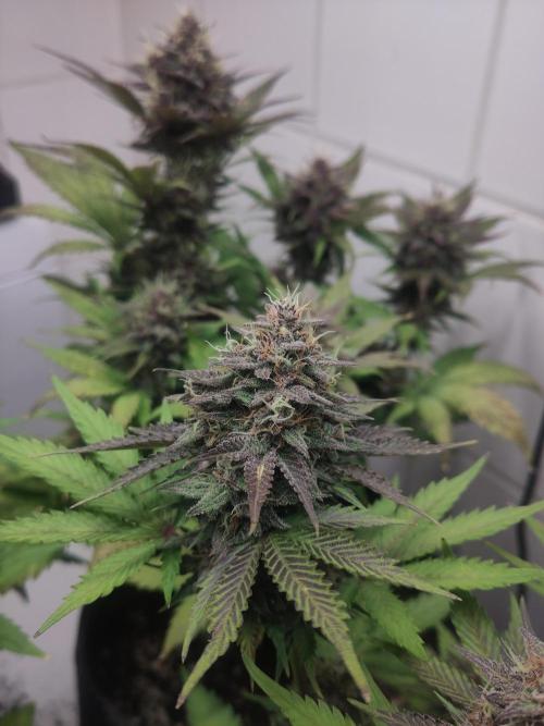Purple Lemonade 150W. Week 9