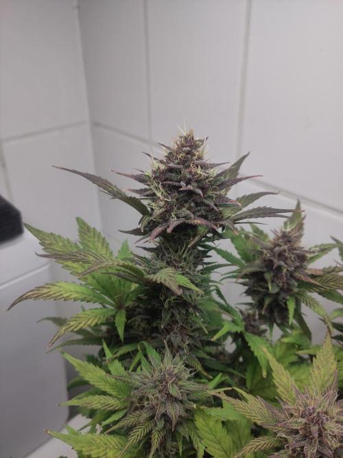Purple Lemonade 150W. Week 9