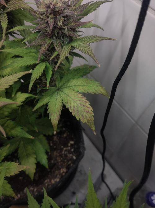 Purple Lemonade 150W. Week 9