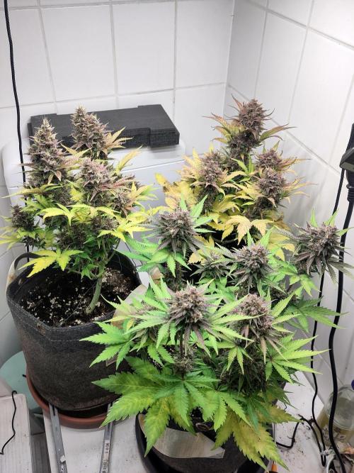 Purple Lemonade 150W. Week 10