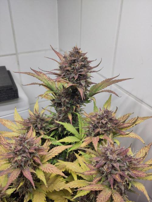 Purple Lemonade 150W. Week 10
