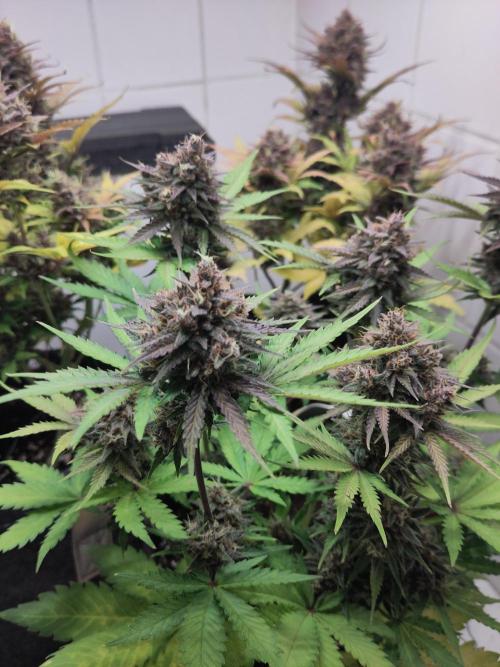 Purple Lemonade 150W. Week 10