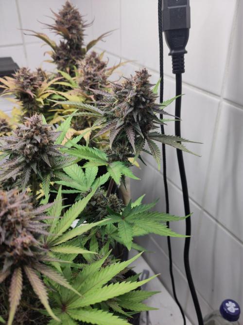 Purple Lemonade 150W. Week 10