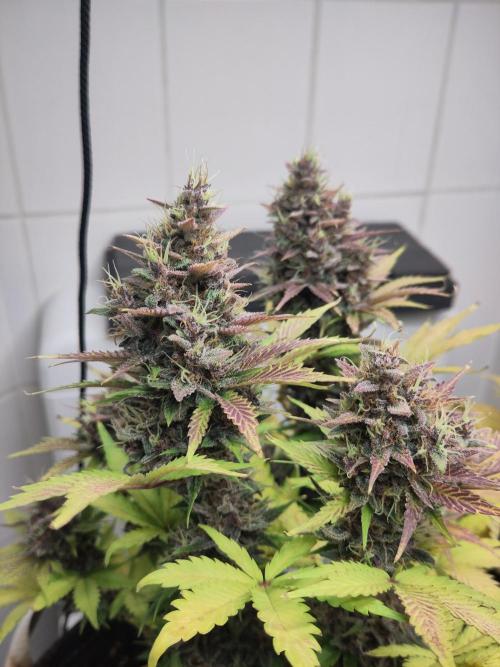 Purple Lemonade 150W. Week 10