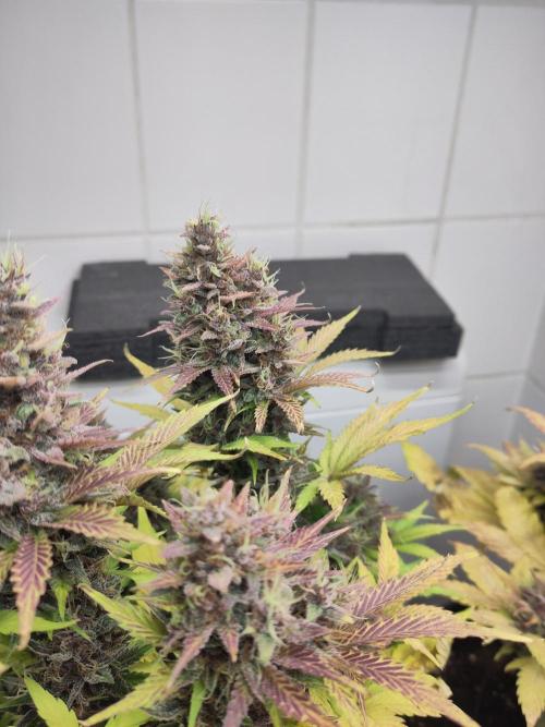 Purple Lemonade 150W. Week 10