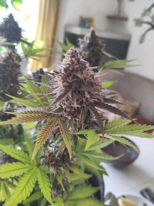 Purple Lemonade 150W. Week 11