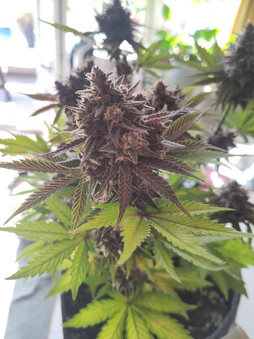 Purple Lemonade 150W. Week 11