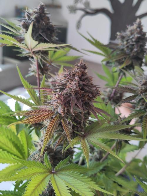 Purple Lemonade 150W. Week 11