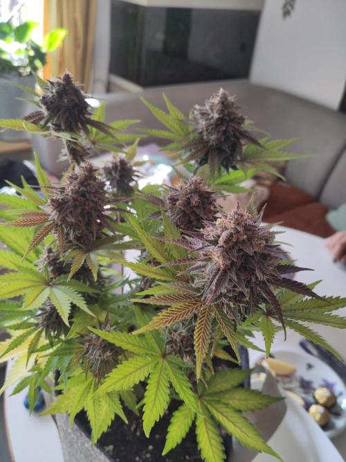 Purple Lemonade 150W. Week 11