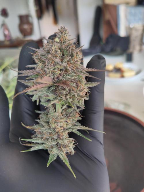 Purple Lemonade 150W. Week 11