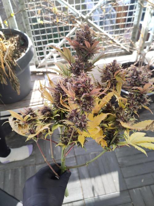 Purple Lemonade 150W. Week 11
