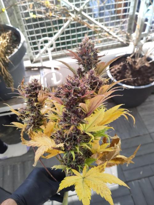 Purple Lemonade 150W. Week 11