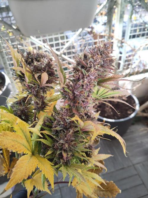 Purple Lemonade 150W. Week 11