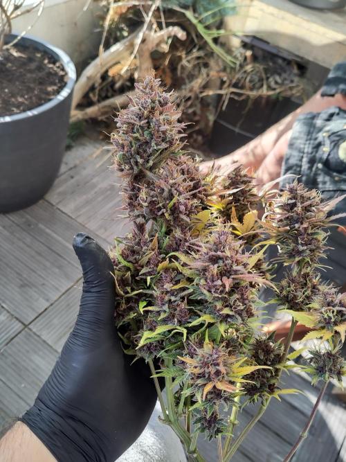 Purple Lemonade 150W. Week 11