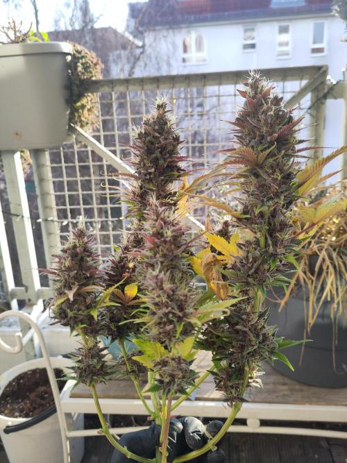 Purple Lemonade 150W. Week 11
