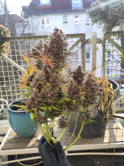 Purple Lemonade 150W. Week 11