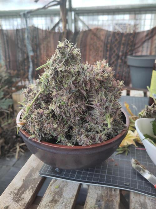 Purple Lemonade 150W. Week 11