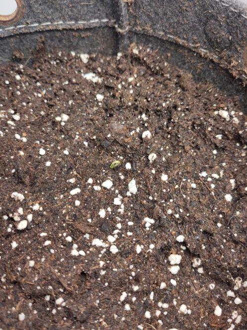 2. Run Lemon Cherry Cookies. Week 0