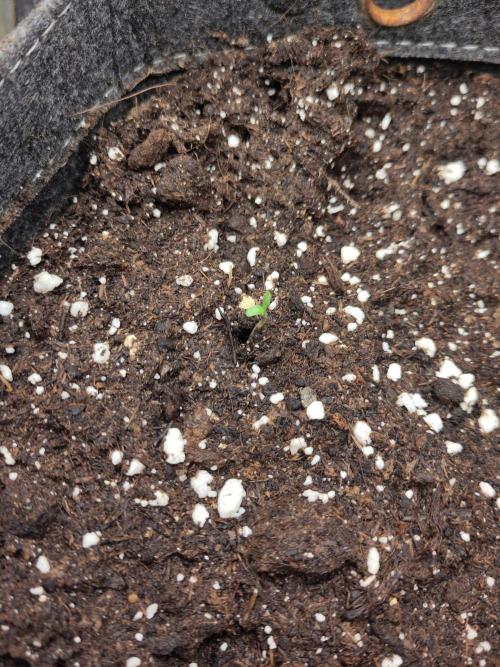 2. Run Lemon Cherry Cookies. Week 0
