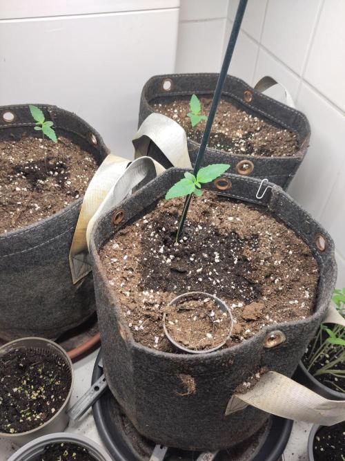 2. Run Lemon Cherry Cookies. Week 1