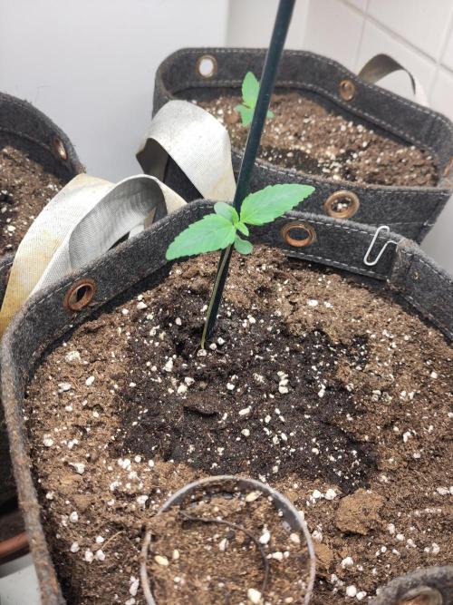 2. Run Lemon Cherry Cookies. Week 1