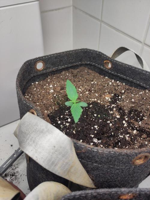 2. Run Lemon Cherry Cookies. Week 1