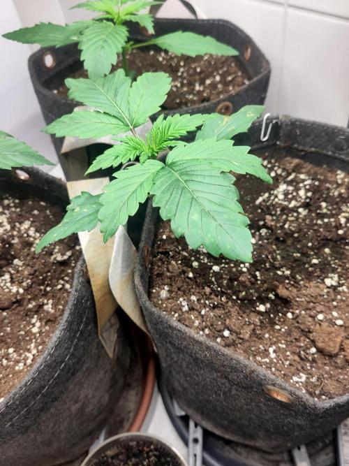 2. Run Lemon Cherry Cookies. Week 2