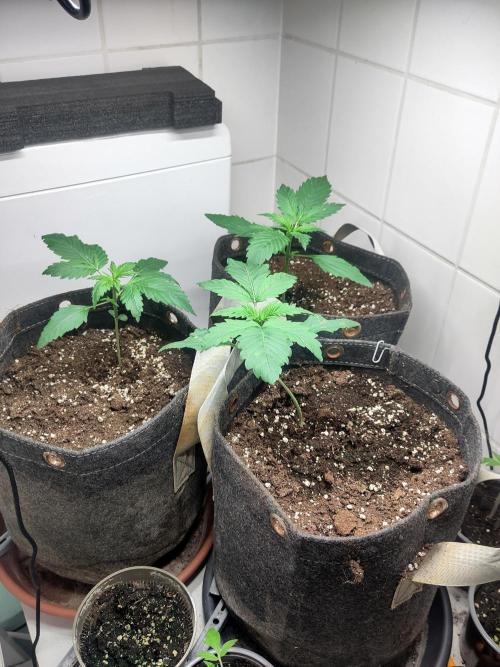 2. Run Lemon Cherry Cookies. Week 2